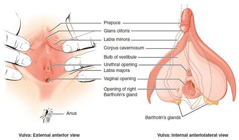 It's a muscle that, when at rest, is closed, davis says. Anatomy and Physiology of the Female Reproductive System ...