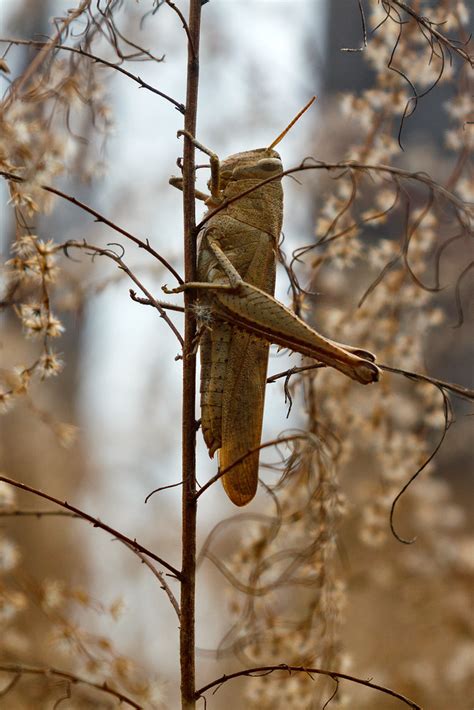 Get your team aligned with. Unidentified grasshopper | Shell Bluff Road, GTM Research Re… | Flickr