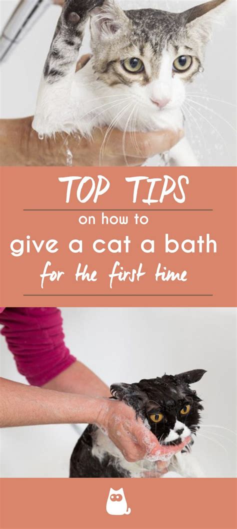 Just make sure it works for newborns or that it comes with a newborn insert to suit your baby's small size. How to Give Bath to Cat for First Time | First time cat ...