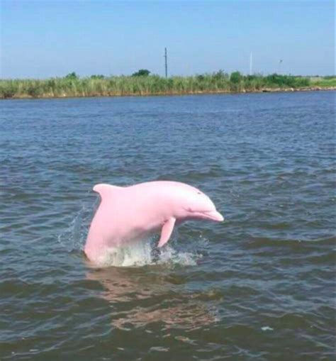 95 pink dolphin stock video clips in 4k and hd for creative projects. Pink dolphin spotted off Louisiana coast :: Wetpixel.com