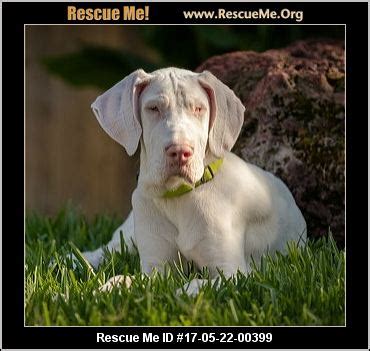 Hotshot is still a puppy and does need. Texas Great Dane Rescue ― ADOPTIONS ― RescueMe.Org