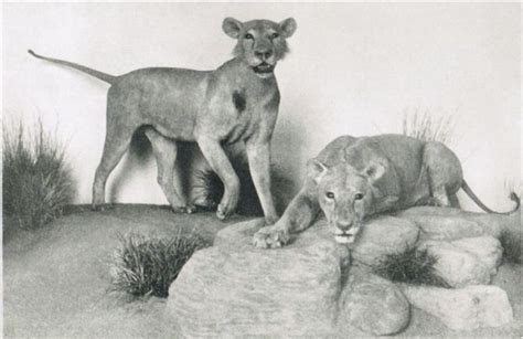 Os recomiendo el libro de philip caputo, los curiosamente muchos de los leones devoradores de hombres han sido leones sin melena. La Verdadera Historia de los Leones de Tsavo