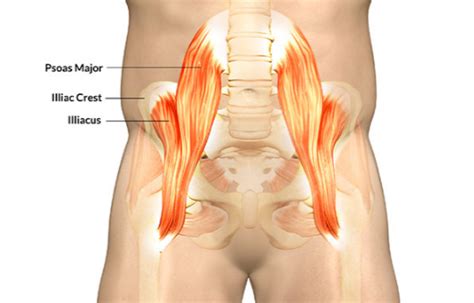 Treating a strained muscle is a four to five step process called the rice or price method. Hip Flexor Muscle Strain Injury Guide - Body Pain Tips