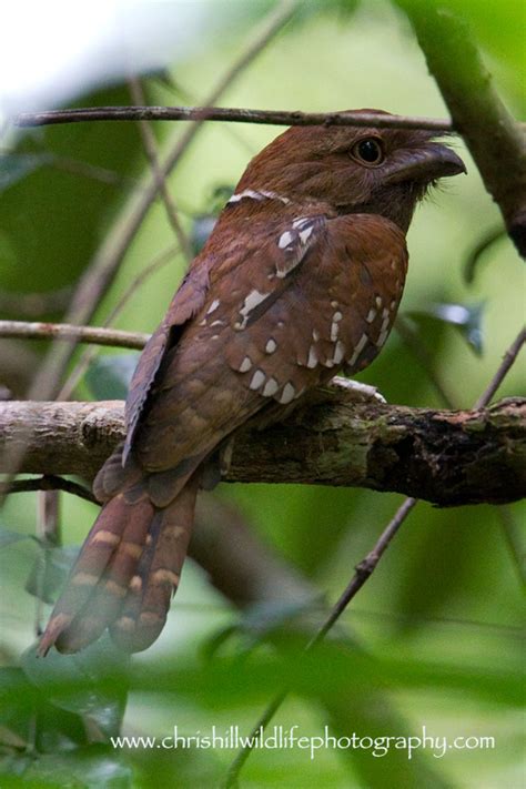 Malaysian large frogmouth and her baby. Goulds-Frogmouth-(1) - Chris Hill Wildlife Photography