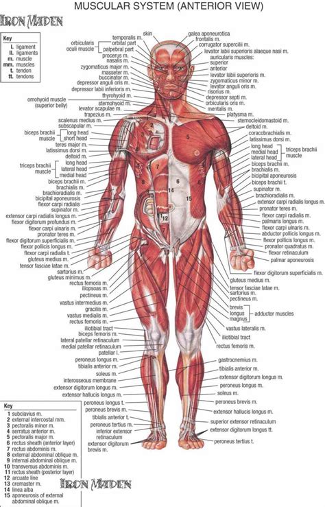 There are around 640 skeletal muscles within the typical human body. Diagram Of All Muscles In The Human Body | MedicineBTG.com