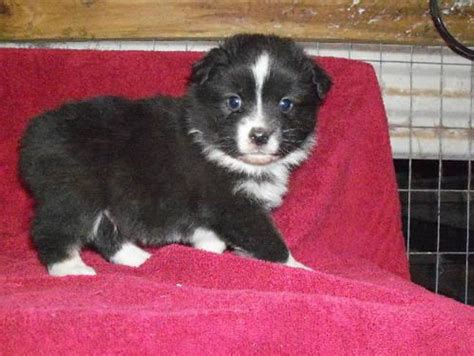 We are a small hobby kennel that is dedicated to raising amazing quality aussies, we only breed to retain a puppy or two for. Miniature Australian Shepherd Puppies - Blue Merles for Sale in Florence, Alabama Classified ...