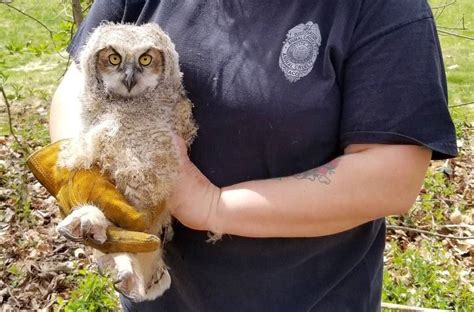 Cops find baby owl on N.J. home's front porch. Animal control officer ...