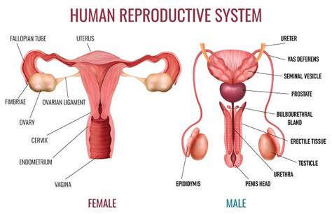 Diagrammatic sectional view of the female reproductive system. Body Systems - The Definitive Guide | Biology Dictionary