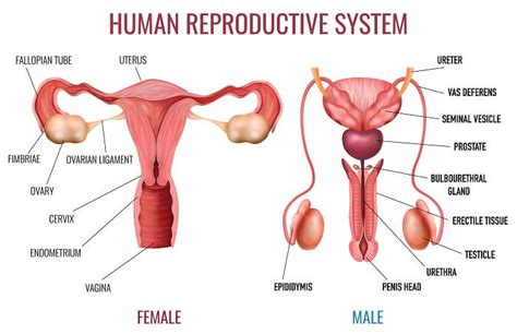 Good diagrams are a must for teaching human body systems. Body Systems - The Definitive Guide | Biology Dictionary