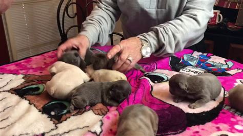 He is vaccinated and dewormed. Platinum. Lilac, Tan and Blue frenchie babies - YouTube