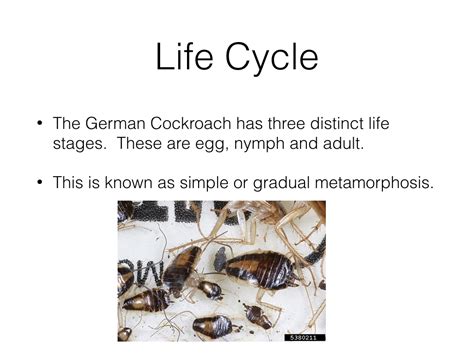 All you need to do is complete the course, enter your. German Cockroach Pest Control Course ⎜ Pest Control CEUs ...