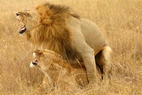 Vieilles mamies en rut granny vieille vieilles grannies. Accouplement lion par Michaël FIÈVRE sur L'Internaute