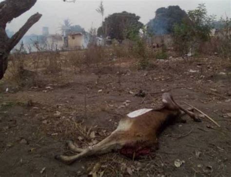Ibrahim, seriki saliu son kept pledging that igangan will be razed down to ashes. Yoruba Youths Have Burnt My House, 11 Cars — Oyo Seriki ...