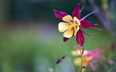 Fiore di cioccolato, chocolate cosmos. Fiori particolari - Piante perenni - Giardino con fiori ...