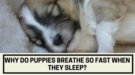 She will, while sleeping, have different phases to her sleep, just as humans do. Why do Puppies Breathe So Fast When They Sleep - The ...