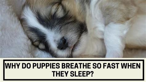 Rapid breathing is something almost all puppies do when they fall asleep. Why do Puppies Breathe So Fast When They Sleep - The Canine Expert: