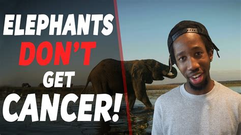 Learn about the early history of cancer here. Elephants Don't Get Cancer | ANIMAL FACTS - YouTube