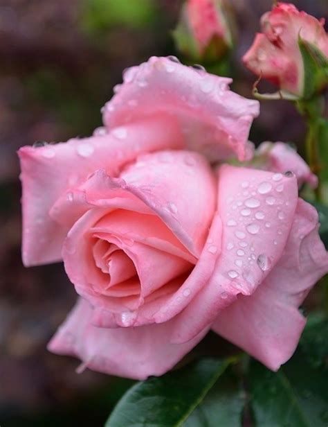 Fiori simili alle rose 10 fiori per un matrimonio in estate. Pin di Lucia Taddeo su Progetti da provare | Rose ...