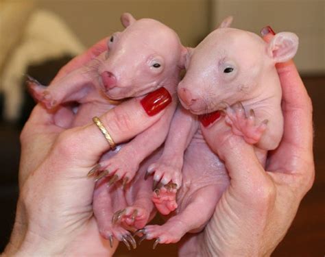 Raising orphaned baby wombats under lockdown. Newborn Baby Wombats: Cute or Not?