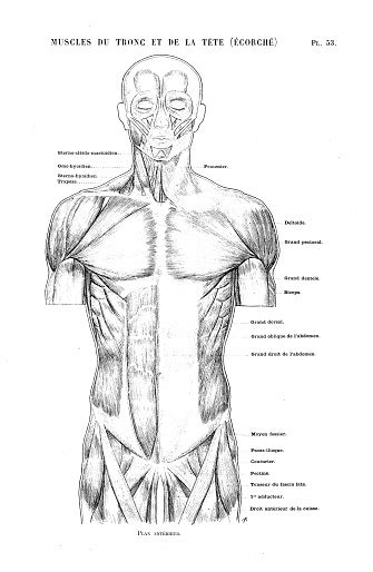 Studying human anatomy can be fascinating and challenging. Illustration Of Human Body Anatomy From Antique French Art Book Torso And Head Muscles Stock ...