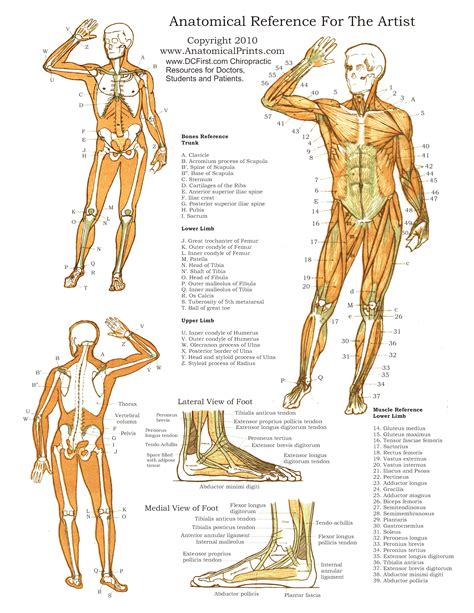 We begin by reading your body. Printable Free Anatomy Study Guides