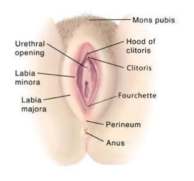 Body parts name with picture and hindi meaning !! What is Labia Majora Reduction? - Austin Urogynecology ...