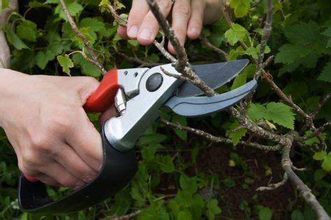 Bei uns erfahren sie, wann sie die sträucher schneiden können und worauf beim rückschnitt zu achten ist. Sommerhimbeeren schneiden | Johannisbeere schneiden ...