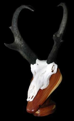 Put your creative skill to use and create your european mount of a deer head in these three easy steps… European Skull Mount Pricing