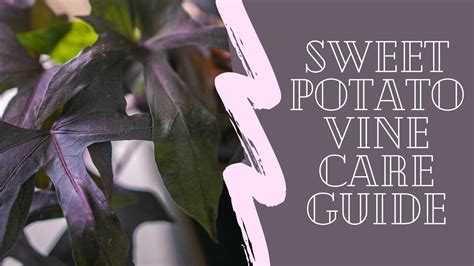 Cultivars in this series are more compact in their growth and have deeply lobed leaves. Ornamental Sweet Potato Vine Care Guide For Beginners ...