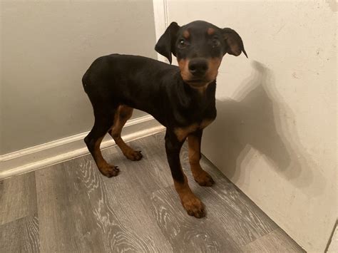 They are all purebred akc registered. Doberman Pinscher Puppies For Sale | Greensboro, NC #344589