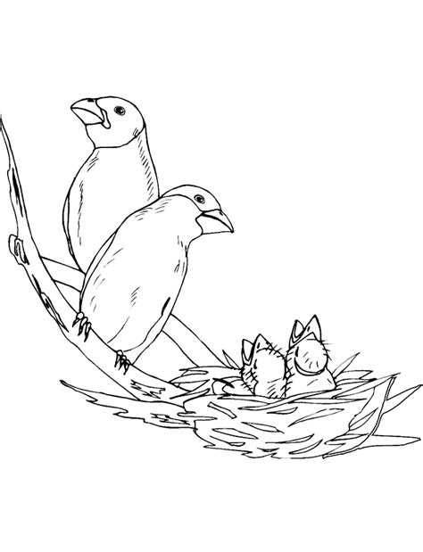 Learn how to draw a bird's nest with eggs! Bird In Nest Drawing at GetDrawings | Free download