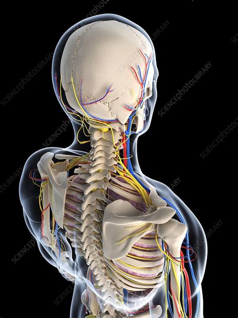 Hey all, this is a model i created to use as reference. Male anatomy, artwork - Stock Image - F006/3140 - Science Photo Library