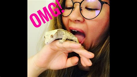 We bring the breeders to you! FUNNY CRESTED GECKO Loves to JUMP || HANDLING my PET ...