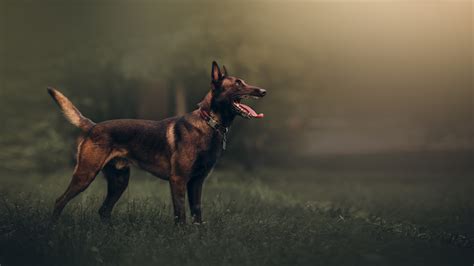 The other three varieties are the tervuren, the groenendael, and the laekenois. Belgian Shepherd Malinois | The Groomers Spotlight