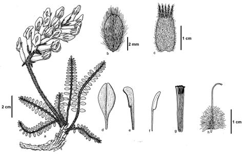 Diriliş postası 173 views3 months ago. Astragalus unalii. a-habitus; b-leaflet; c-calyx; d ...