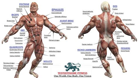 Human anatomy is further divided into two groups; Bodybuilding - Full Human Muscular Anatomy Chart | Muscle ...