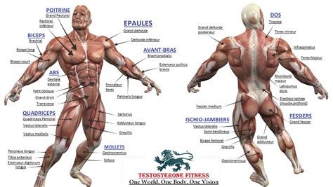 Im trying to develop a program for myself, but i need a printable chart of the human body, front and back. Bodybuilding - Full Human Muscular Anatomy Chart | Muscle ...