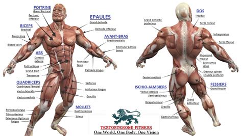 Since learning anatomy is not your primary objective, this is a conceptual view of the the back muscles start from the top of your spine all the way down to your lower back. Bodybuilding - Full Human Muscular Anatomy Chart | Muscle ...