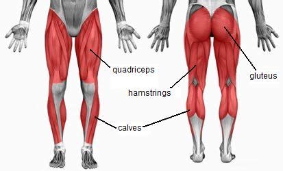 The glutes and hamstrings are the strongest muscles in our skeletal muscular system. 新手指南: 如何使腿部粗大 | 健身入門 Gymbeginner | Fitz • Get Moving