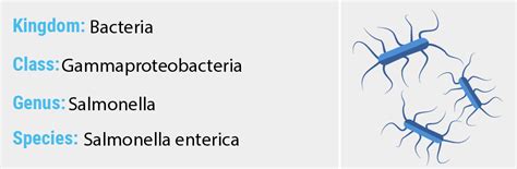 A number of its serovars are serious human pathogens. Salmonella enterica - Quip Labs