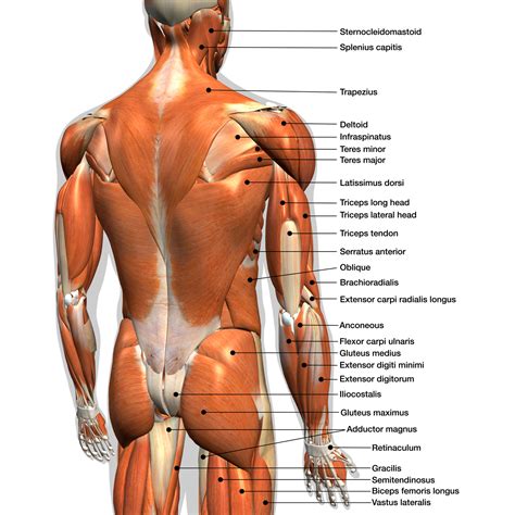 Human body anatomy workout, front and back muscular system of muscle groups parts. Rückenmuskulatur • Anatomie der Muskeln im Rücken
