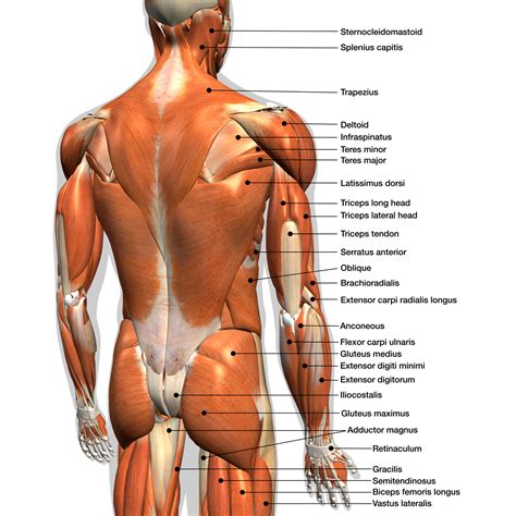 Quad leg muscles anatomy labeled diagram, vector illustration fitness poster. Rückenmuskulatur • Anatomie der Muskeln im Rücken