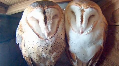 Bila dilihat sekilas kedua jenis lovebird baik yang jantan dan betina memang. Cara Membedakan Burung Hantu Jantan dan Betina dari Fisik Perilaku - Berita Bisnis dan Wisata ...