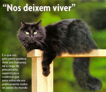 Este é o espaço para ficar a saber as principais notícias do dia, às 13:00. Bem-Vindos♥♥♥♥♥♥♥♥♥♥♥♥.: Cuidados ao doar gatos pretos - Mais