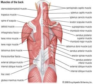 Although not useful to treat back pain, stretching exercises are helpful in alleviating tight back muscles. Muscle Charts - MassageLongBeachCA.com