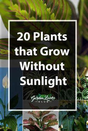 Beautiful flowering plants can add color to any indoor space, functioning as part of the decor while also providing a variety of mental and emotional health benefits. 20 Plants that Grow Without Sunlight | Plants, Indoor ...