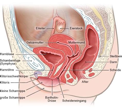 Anatomie der weiblichen geschlechtsorgane die primären geschlechtsmerkmale, die unmittelbar zur fortpflanzung notwendig sind, werden in innere und äußere geschlechtsorgane unterschieden. Pretty real vagina anatomie bilder weibliche