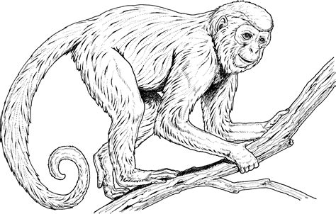 Mom and baby monkey drawing. Coloring Pages of Monkeys Printable | Activity Shelter