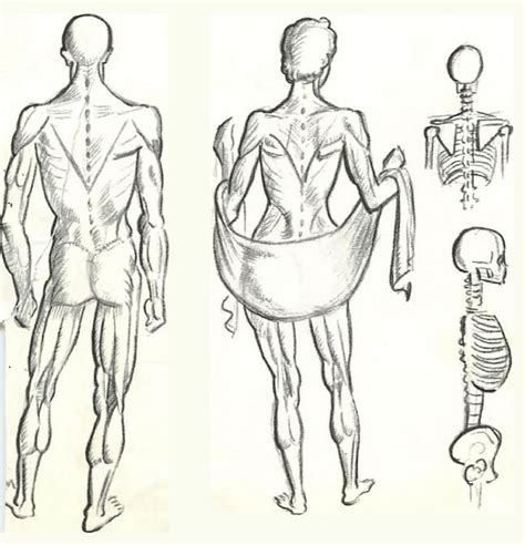 The shoulder girdle encompasses the junction between four major bones of the upper torso. Figure Drawing Tutorial for Beginners : How to Draw People ...