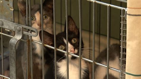 The word pound has its origins in the animal pounds of agricultural communities. NJ Animal Shelters Struggle to Meet Demand | Video | NJTV News